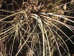 Tillandsia juncea