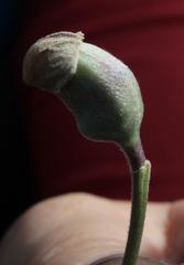 Podalyria calyptrata