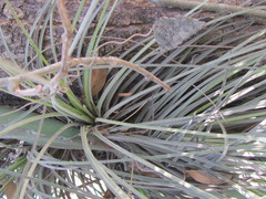 Tillandsia juncea