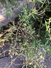 Capsella bursa-pastoris