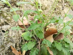 Erigeron dryophyllus