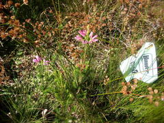 Erica verticillata