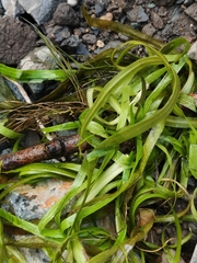 Vallisneria spiralis