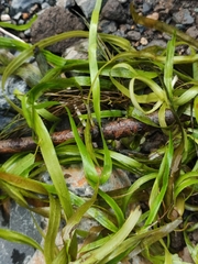 Vallisneria spiralis