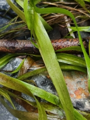 Vallisneria spiralis
