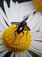 Tachinidae