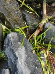 Vallisneria spiralis