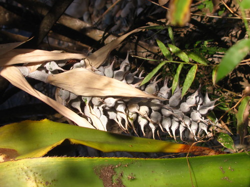 Aechmea mcvaughii, photograph 4