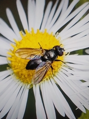 Tachinidae