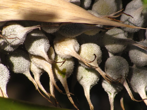 Aechmea mcvaughii, photograph 5