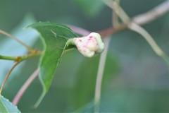 Pemphigus vesicarius