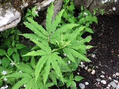 Cardamine kitaibelii