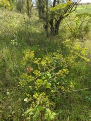 Heracleum sphondylium sibiricum