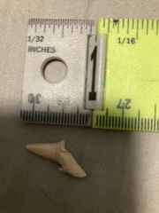 Lamniformes