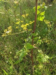 Heracleum sphondylium sibiricum