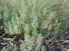 Euphorbia glauca