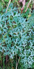 Peucedanum alsaticum