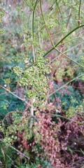 Peucedanum alsaticum