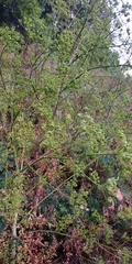 Peucedanum alsaticum