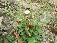 Erigeron dryophyllus