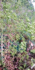 Peucedanum alsaticum