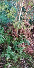 Peucedanum alsaticum