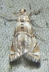 Eoparargyractis plevie