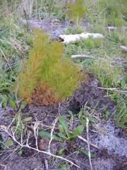 Serruria foeniculacea