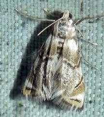 Eoparargyractis plevie