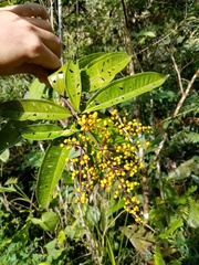 Miconia longifolia