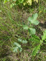 Heracleum sphondylium sibiricum