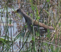 Paragallinula angulata