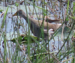 Paragallinula angulata