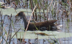 Paragallinula angulata