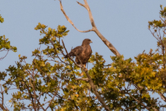 Buteo buteo