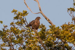 Buteo buteo
