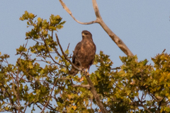 Buteo buteo