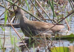 Paragallinula angulata