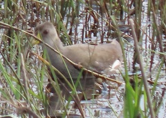 Paragallinula angulata