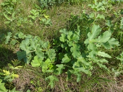 Heracleum sphondylium sibiricum