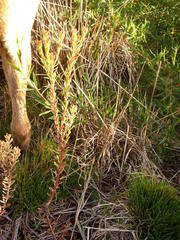 Leucadendron levisanus