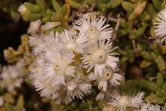 Stoeberia utilis