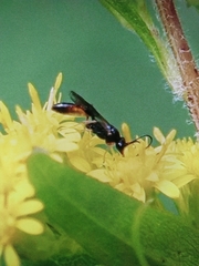 Ichneumonoidea