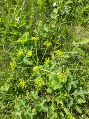 Heracleum sphondylium sibiricum