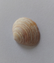 Macoma balthica