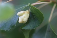 Pemphigus vesicarius