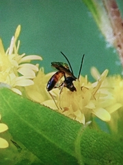 Ichneumonoidea