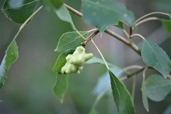 Pemphigus vesicarius