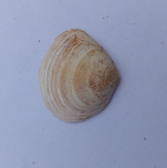 Macoma balthica