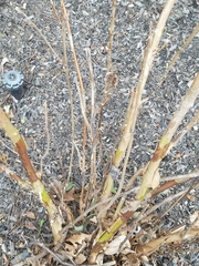 Hydrangea quercifolia